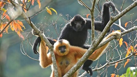 Gibbon cute activities