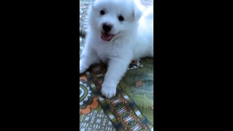 cute puppy video