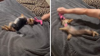 Frisky Yorkie loves to play before bed time