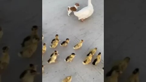 Funny animals / funny puppy / ducklings #Nashvi #dog #duck