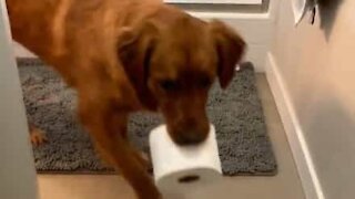 Cão está treinado na arte de ir buscar papel higiénico