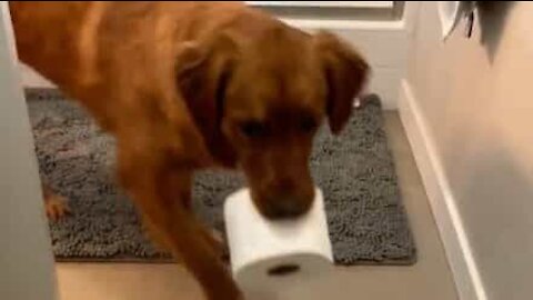 Cão está treinado na arte de ir buscar papel higiénico