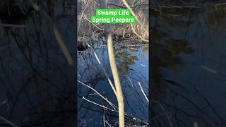 Swamp Life-Spring Peepers-Aka Frogs