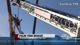 Firefighters rescue man trapped in palm tree