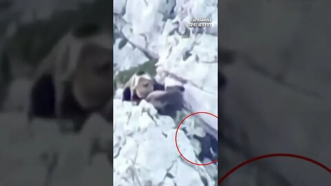 Grizzly Bear Falls Off the Cliff and Dies