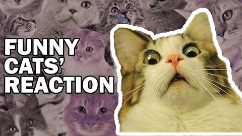 Cats funny reaction 😅