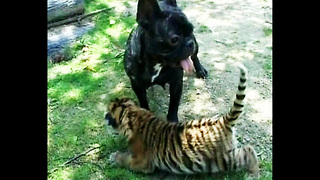 Bulldog Adopts Tiger