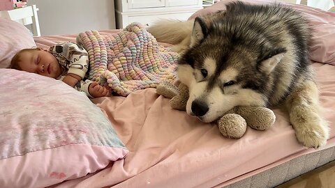Giant Husky Protects Adorable Sleeping Baby Boy! (Cutest Ever!!)