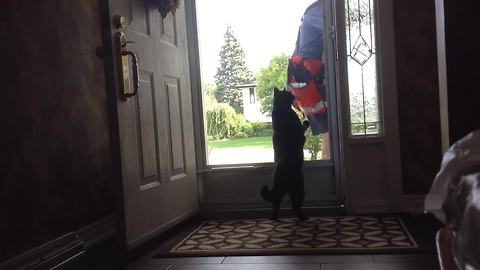 "A Guardian Cat VS Mail Man and The Glass Door"