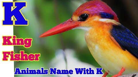 learn animals name for toddlers | Animals name start with K | Animals names start with Letter k