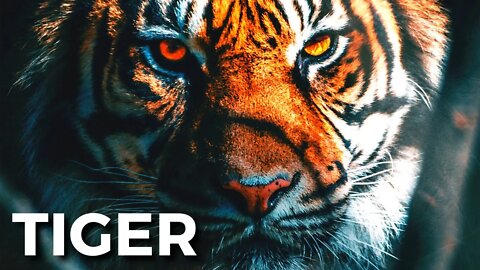 Tiger - Metro Vice #Dance & Electronic Music [ Free Royalty Background Music]