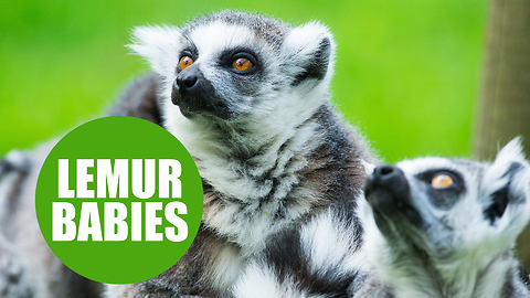 Baby lemurs born at Yorkshire zoo spotted loving the warm weather