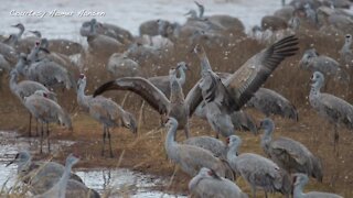 Record number of iconic Sandhill Cranes in southeast Arizona