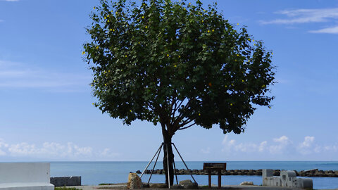 Tree in the south of Kaohsiung City 高雄市境之南樹 🇹🇼 (2022-06) {aerial}