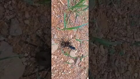 cavalo do cão!