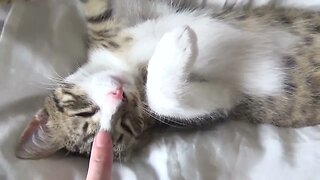 Adorable Little Cat Squeaks and Stretches