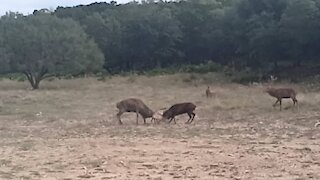 Deer in rut, different species