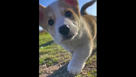 Meet the World's Most Adorable Pups