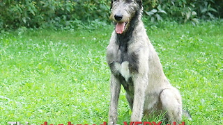 Irish Wolfhounds Are the Tallest Dogs