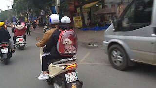 Super cute puppy spotted inside backpack on the streets of Hanoi