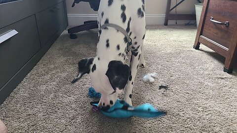 Luna vs an indestructible duck toy