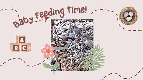 Sparrow Baby Feeding Time!