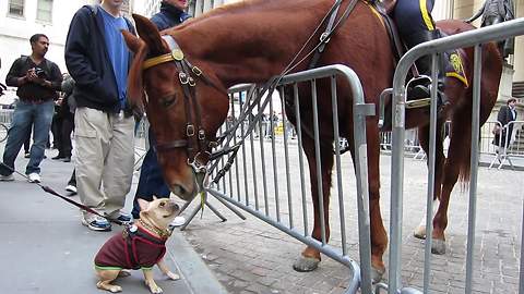 Dog Snatches The Chance To Meet With NYPD Police Horse On Wall Street