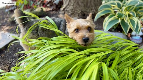 Terrier duo enjoys Hakone grass treats in the backyard