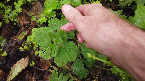 Personal Plant Medicine Bonus Footage January 2024 - Plant to Earth "Muscle" Support