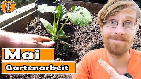 Du wirst Kürbis nur noch so anbauen | Mischkultur Zucchini | Süßkartoffel anbauen - Gartenarbeit Mai