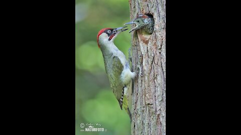 Green woodpecker