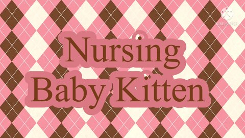Nursing Kitten
