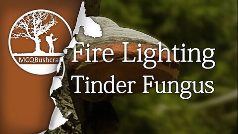 Bushcraft Tinder Fungus Poor Man's Amadou