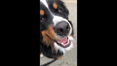 Learning to Walk Nicely on a Leash