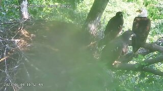 Hays Eagles H19 H20 all Together on the Escalator and Side Porch Branches 6.9.23 10:52