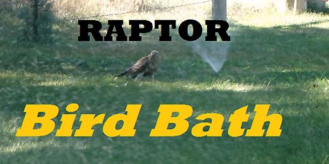 Red-Tailed Hawk Beats Record Heat - Raptor Shower