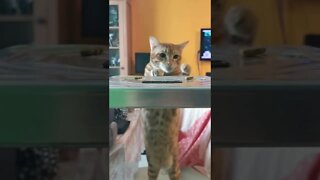 Cat struggles with food