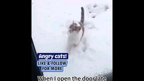 Angry cute cat 😻 trending video