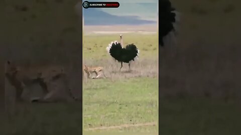 Ostrich fight against cheetah