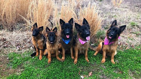 The Dog Daddy Walks Pack Of Dogs OFF LEASH.