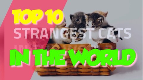 TOP 10 Strangest Cats in the World
