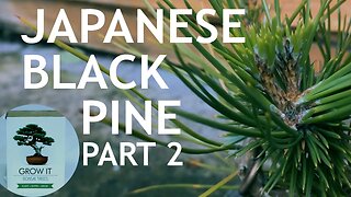 Japanese Black Pine from the "Grow It" Bonsai Seed Kit, Part 2