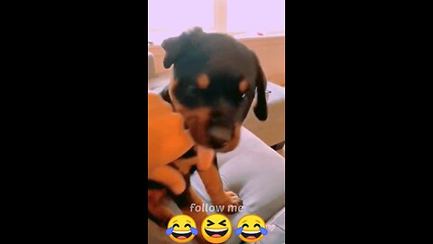 dangerous dog.. funny video 🤣🤣🤣🤣 #short #nirmaloraonofficial