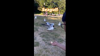 The Seagull