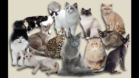 The 10 best cat breeds in the world# best breeds 😍😎😍