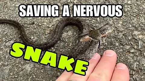 Saving a nervous rat snake