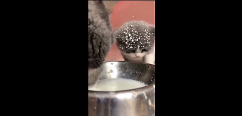 A cat and a kitten are enjoying a milk beverage.