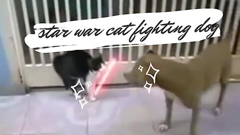 star war cat fighting dog very funny