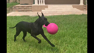 Adopted Black Great Dane Loves To Run & Roll With Her Jolly Ball