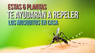 Estas 6 Plantas Te Ayudarán a Repeler Los Mosquitos En Casa